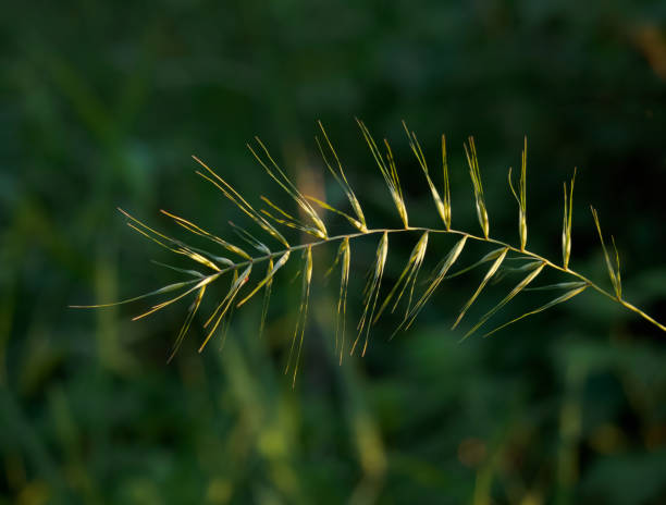 Sunlit Stem of Eastern Bottlebrush Grass or Elymus Hystrix Sunlit golden stem of Eastern Bottlebrush Grass or Elymus hystrix photographed in Minnesota with a shallow depth of field. elymus stock pictures, royalty-free photos & images