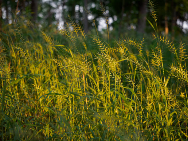 Sunlit Field of Eastern Bottlebrush Grass or Elymus Hystrix in Minnesota A field of sunlit golden Eastern Bottlebrush Grass or Elymus hystrix photographed in Minnesota with a shallow depth of field. elymus stock pictures, royalty-free photos & images
