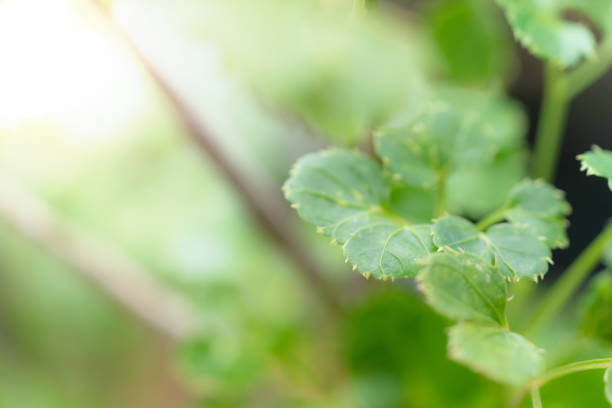 Green leaves pattern for summer or spring season concept,leaf blur textured,nature background