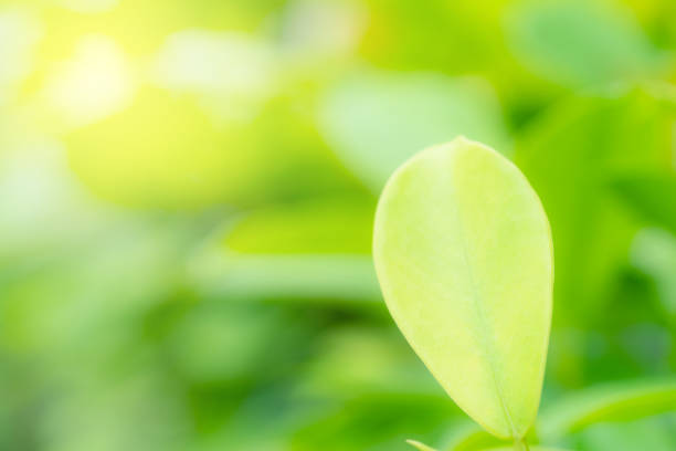 Border of Green Leaves - Soft Focus - Spring and Summer Watercolor Background - copy space