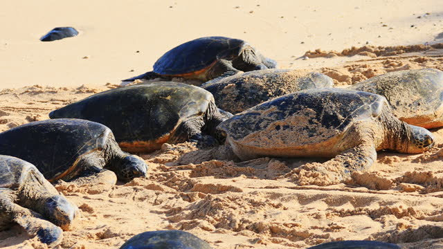 Large green sea turtles resting and nesting on a beach in Hawaii on sunny day