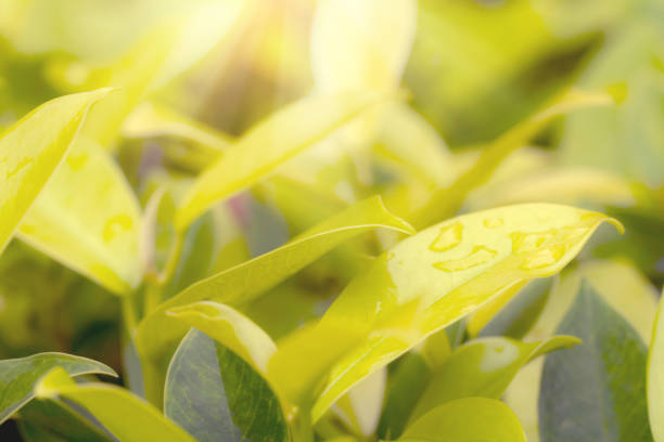 Golden leaves pattern for summer or spring season concept,leaf blur textured,nature background