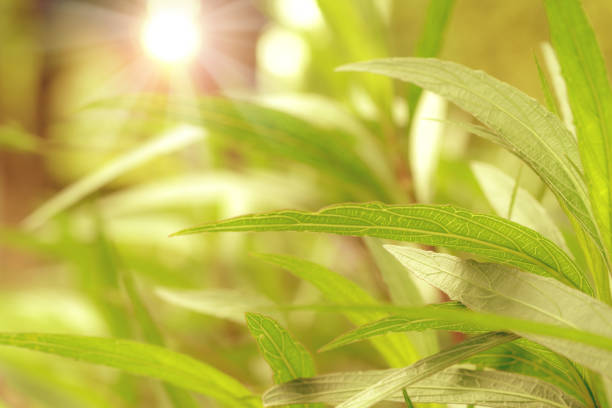 Golden leaves pattern for summer or spring season concept,leaf blur textured,nature background
