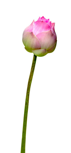 istock Beautiful pink water lily or lotus flower isolated on white background,include clipping path 1520862808