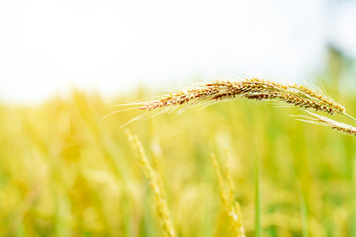 closeup ear of rice in Thailand,golden organic paddy rice