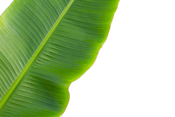 istock Fresh banana leaf on white background. 1520866947