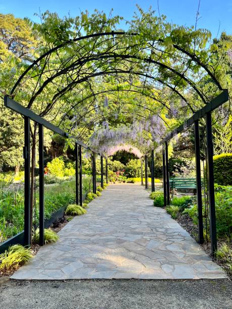 istock Archway with wisteria 1520891288
