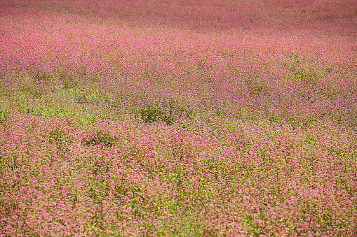 red buckwheat field