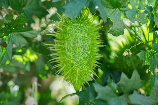 Close up detail of spiky green wild cucumber plant