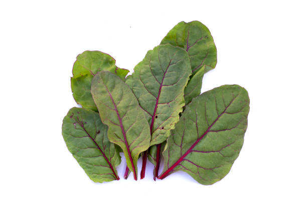 istock Swiss chard on white background. Baby leaf swiss chard 1520939115