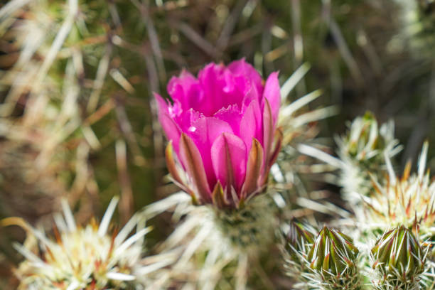 pétalos rosados vibrantes de una flor de cactus erizo - cactus hedgehog cactus close up macro fotografías e imágenes de stock