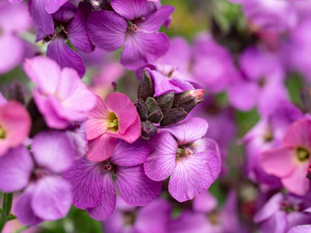 istock Close up pretty flowers 1520953565