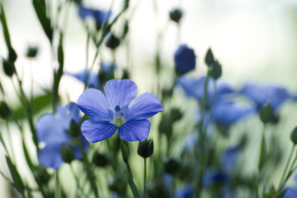 istock Flax (linseed) flower over blurred background 1520954759