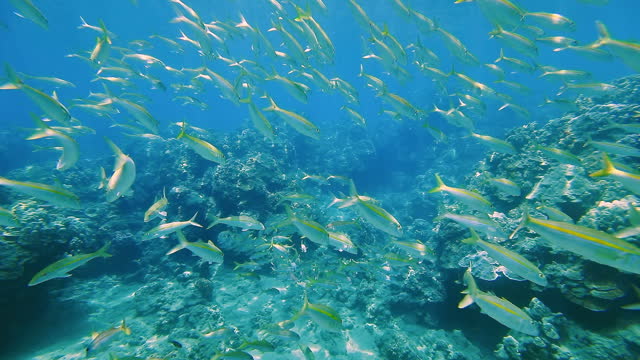 Swimming through school of fish in stunning clear blue water at Honolua Bay