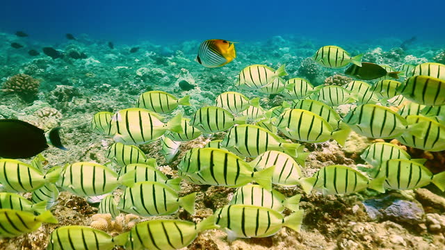 Swimming through school of convict tang fish over coral reef