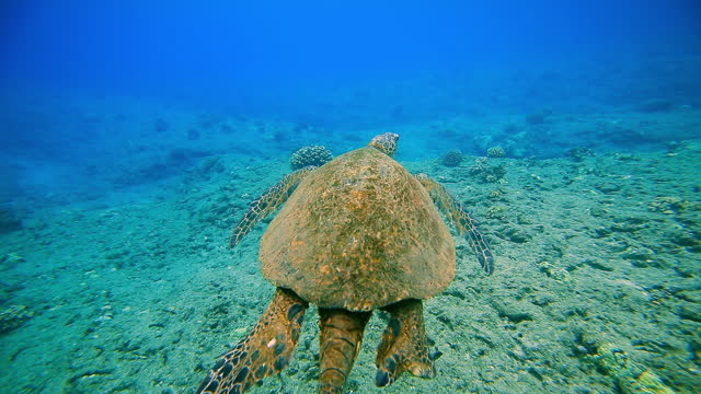 Following a large green sea turtle through the ocean in stunning clear blue water at Honolua Bay