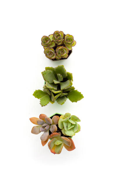 istock Succulent plant in pots on white background. 1521001268