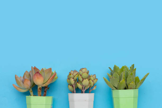 istock Succulent plant in a pot on blue background. 1521001777