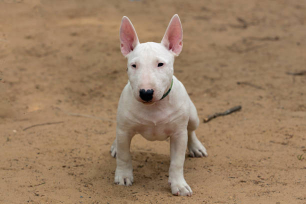 istock A white Bull Terrier puppy is playing on the sand. 1521009996