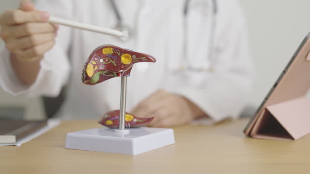 Doctor with human Liver model. Liver cancer and Tumor, Jaundice, Viral Hepatitis A, B, C, D, E, Cirrhosis, Failure, Enlarged, Hepatic Encephalopathy, Ascites Fluid in Belly and health