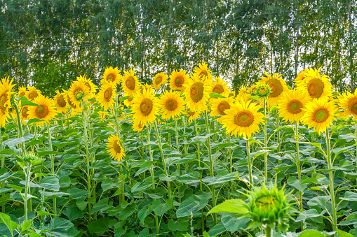 Beautiful sunflower in sunflowers field on summer with blue sky at Europe. Sunflowers cultivation.