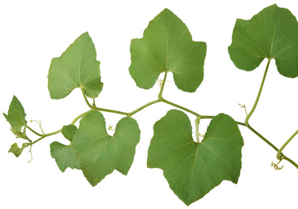 istock close-up of pumpkin plant isolated background 1521060457