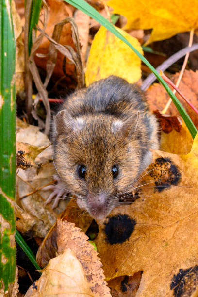 istock The mouse of the autumn forest. 1521061487