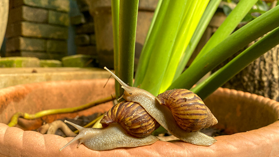 two snails on top of each other sliding on the edge of brown plant pot
