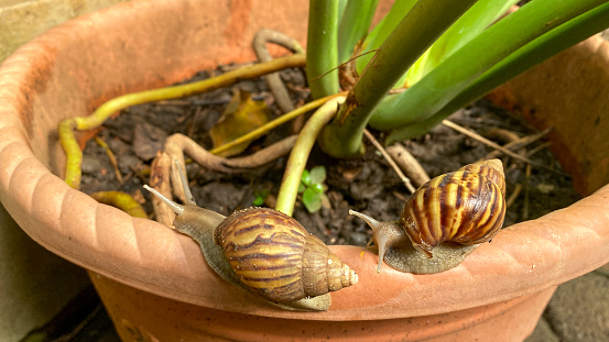 Two snails crawl along the edge of a brown plat pot in the garden in the early morning