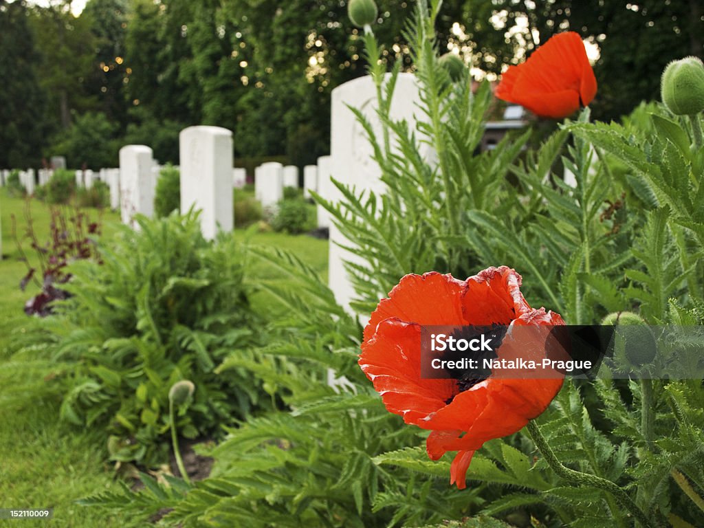 Ypres Reservoir Cemetery Ypres Reservoir Cemetery in West Flanders, Belgium with graves of soldiers of the First World War and poppies as a symbol of Remembrance Day. Poppy - Plant Stock Photo
