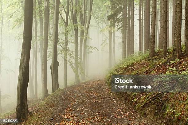 霧のかかった森の散歩道 - あこがれのストックフォトや画像を多数ご用意 - あこがれ, おとぎ話, かすみ