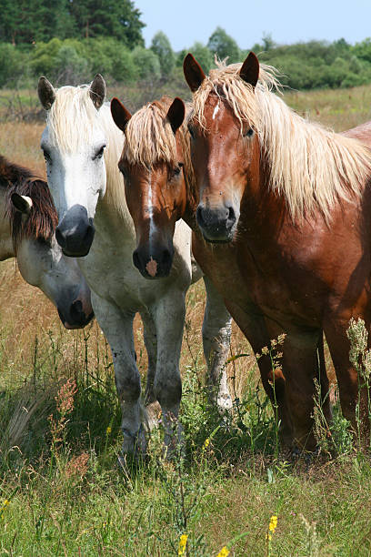istock Horses in the steppe 152110239