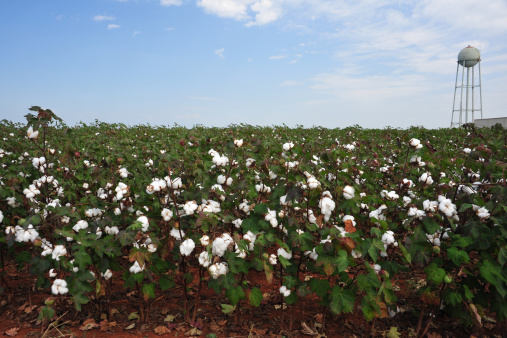 A ripe cotton field in Madison, Alabama