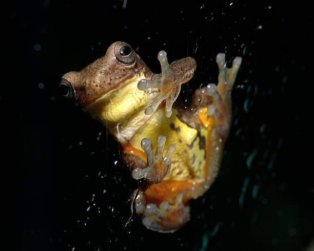Frog at Window stock photo