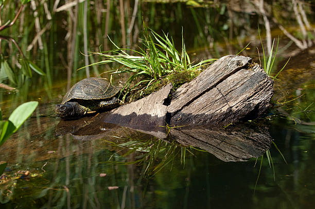 Turtle in lake stock photo