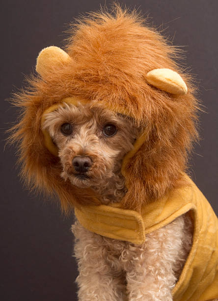 istock Lion Dog Headshot 152110769