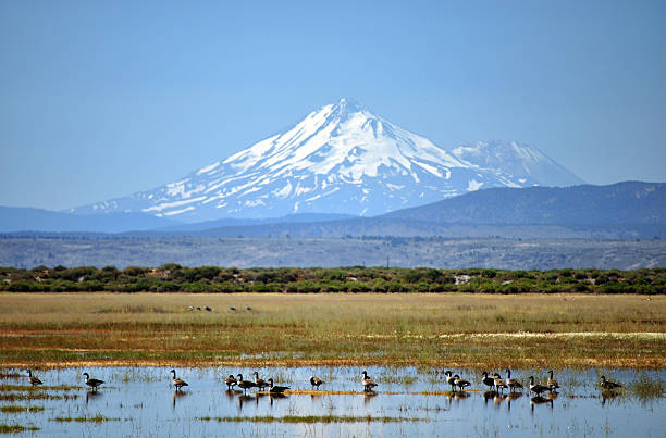 istock Canada Geese with Mt Shasta in background 152110932