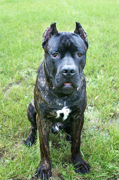 istock italian mastiff on green grass 152110970