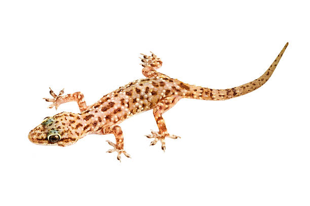 istock Mediterranean house gecko isolated on white background 152110978