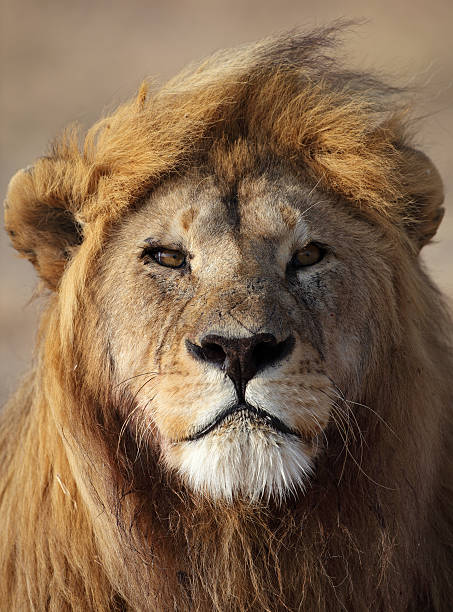 istock Lion male, Serengeti 152110985