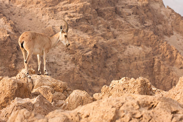 istock wild ibex - dead sea desert, Israel 152111122