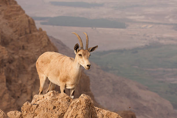 istock wild ibex - dead sea desert, Israel 152111131