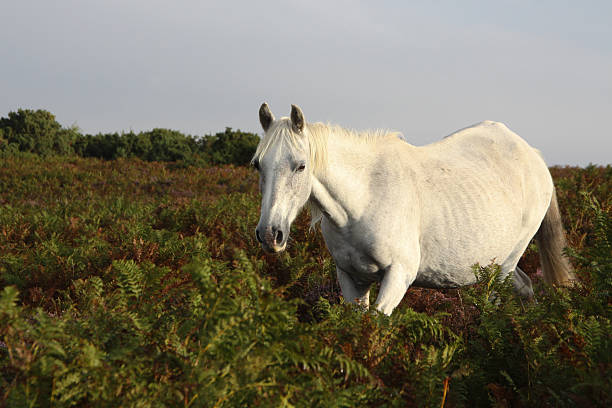 istock wild white horse walking at sunrise 152111159