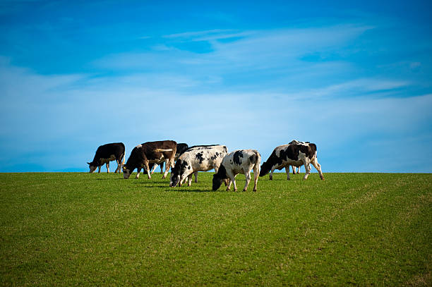 istock Heard of Jersy Cows 152111324