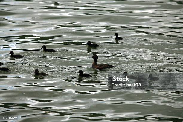 Pond In Jedovnice South Moravia Czech Republic Stock Photo - Download Image Now - Bird, Czech Republic, Day