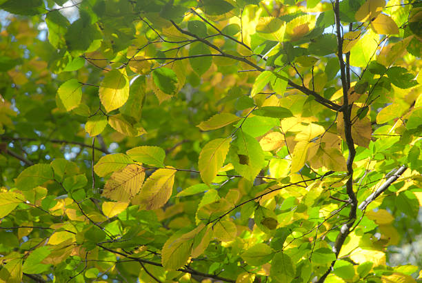 istock Autumn leaves , very shallow focus. 152111346