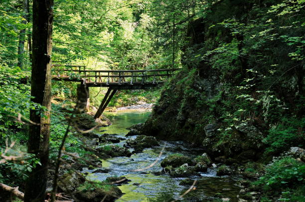 istock Wooden bridge over the creek 1521114132