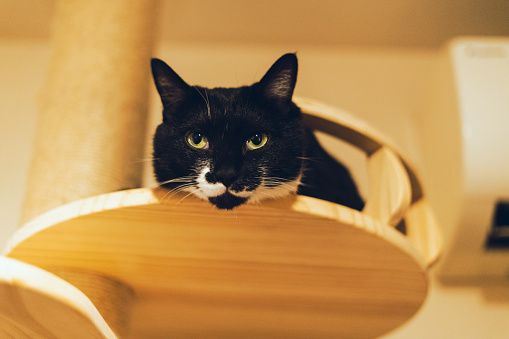 A black-and-white cat sulks on a cat tower.