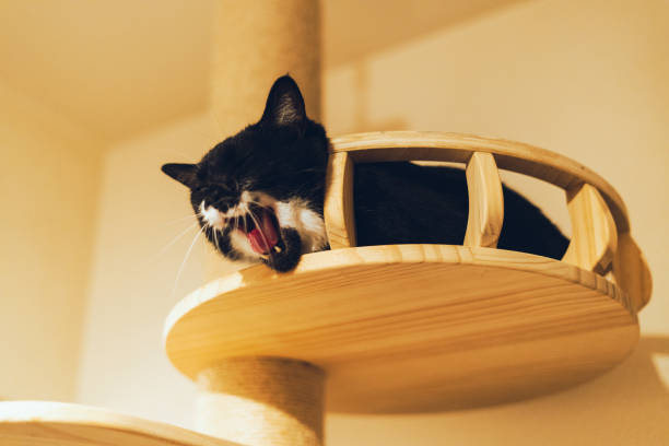 A black-and-white cat yawning on a cat tower.