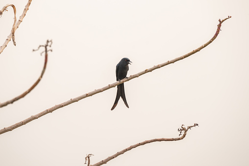 A close-up shot of Black drongo showing its forked tail